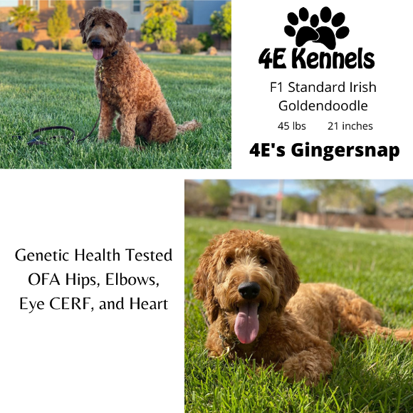 Goldendoodle Breeder Las Vegas Badass Breeder 4E Kennels